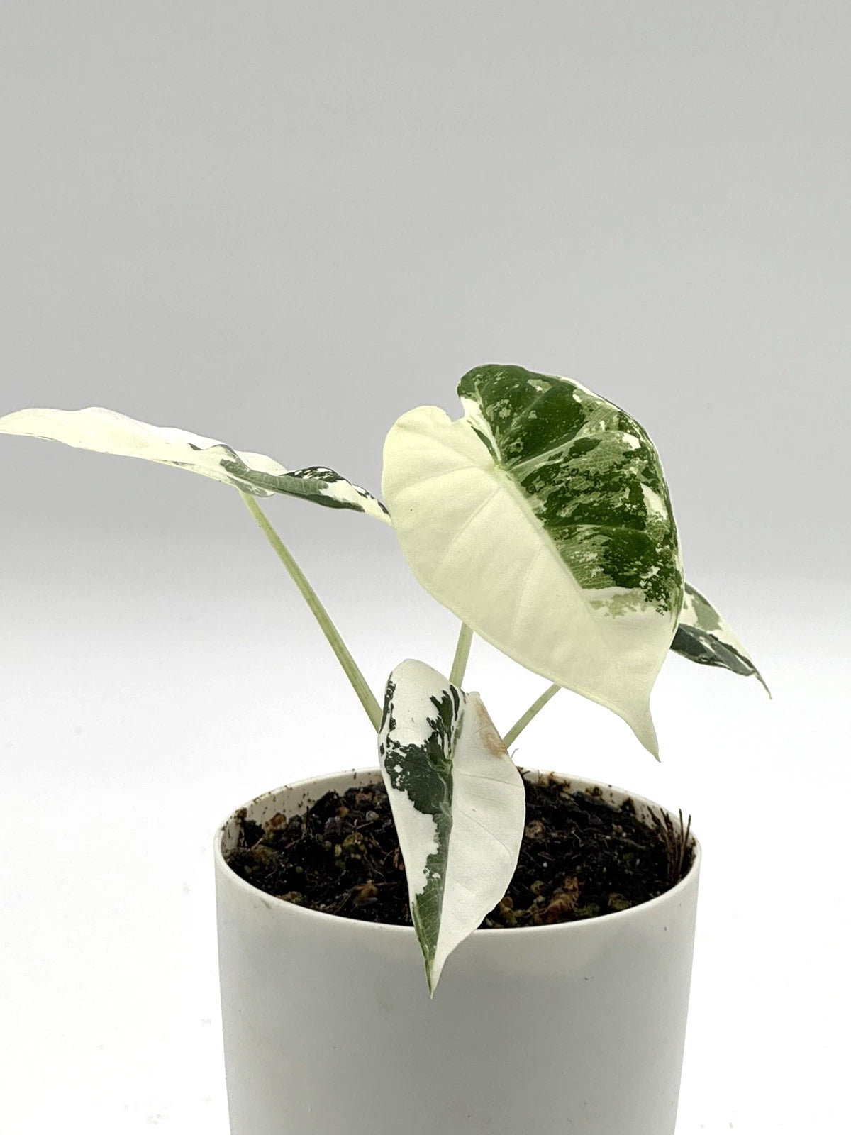 Alocasia Frydek Variegated (4" Self-Watering Pot)