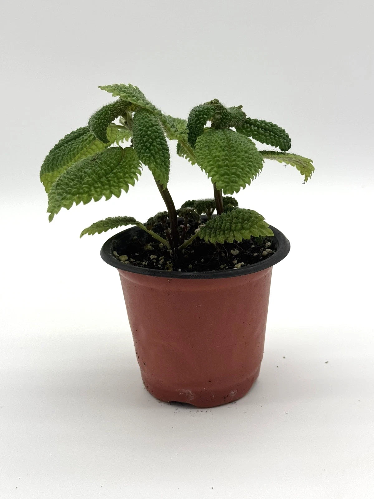 Pilea Moon Valley