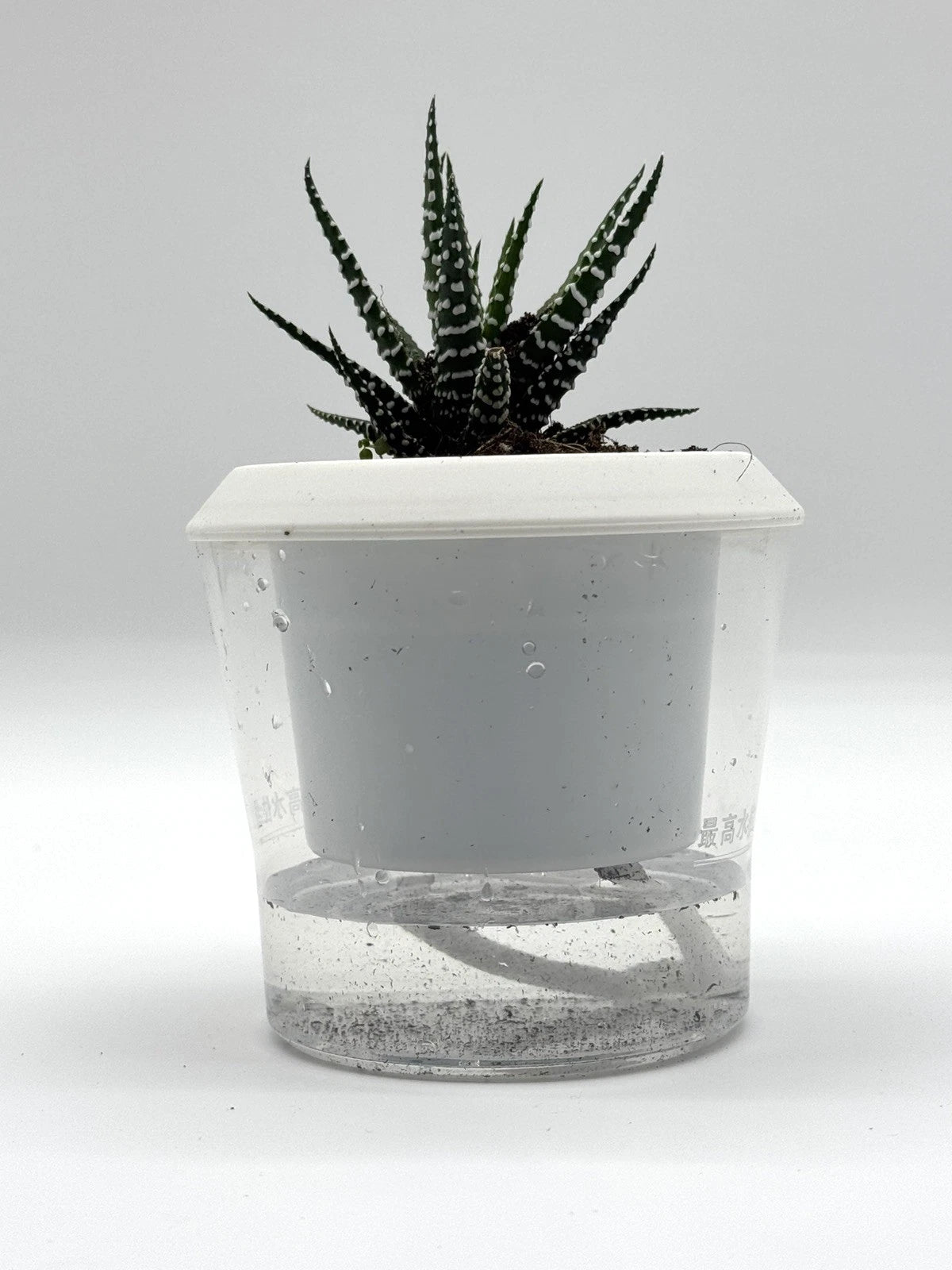 Succulent Haworthia attenuata Zebra