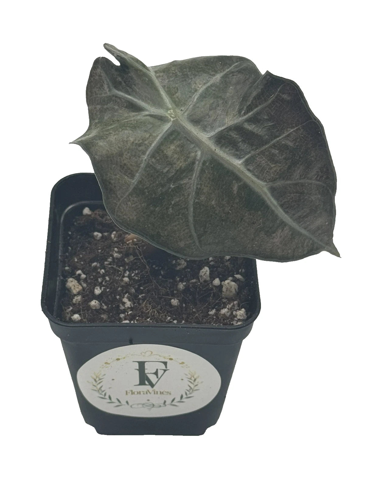Alocasia &