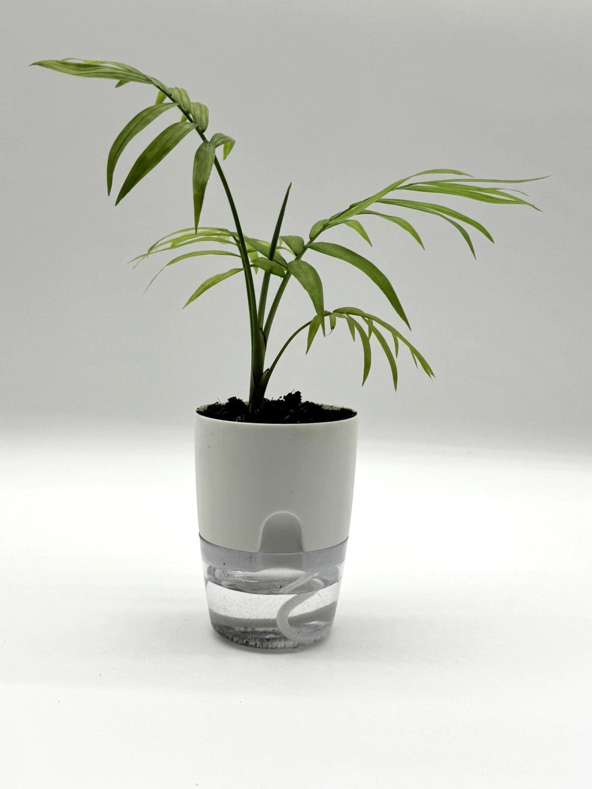 Parlor Palm - Chamaedorea elegans (4" Self-Watering Pot)