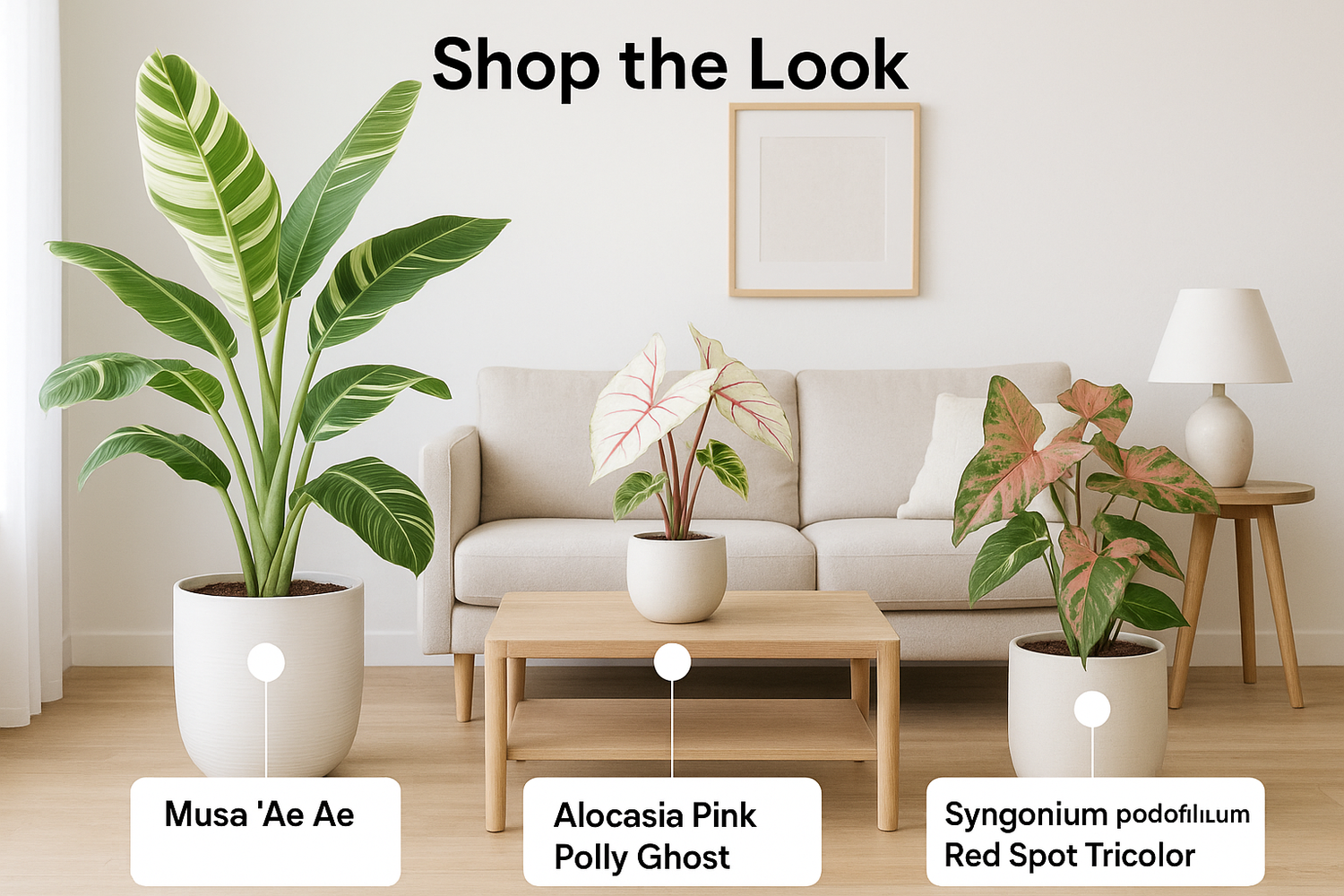Shop the look with three different plants for clickable dots