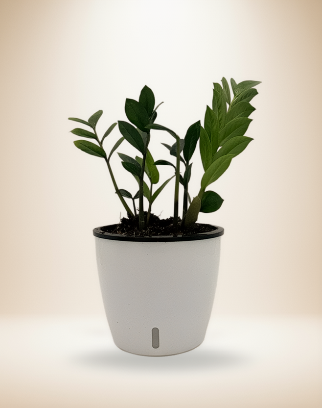 ZZ plant displayed as an example of a low-light-tolerant houseplant