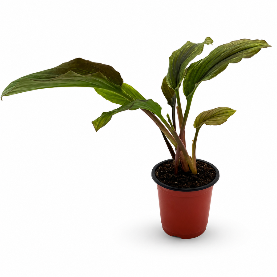 Kaempferia galanga Variegata, a FloraVines customer favorite