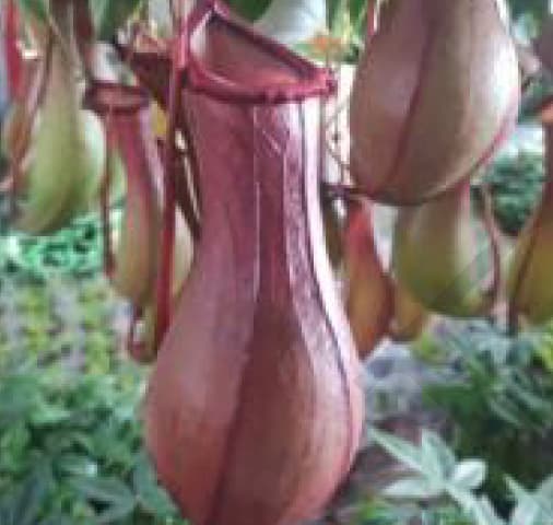 Nepenthes × &quot;Ventrata&quot;