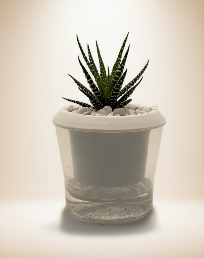 Succulent Haworthia attenuata Zebra – 4-Inch Pot – 4" Pot / Self-watering