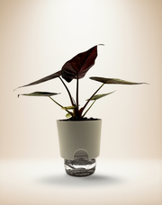 Alocasia wentii Variegated - Premium Giant Elephant Ear – 6-Inch Pot