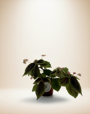 Pilea Moon Valley – 4-Inch Pot – 4" Pot / Self-watering pot