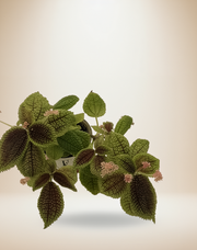 Pilea Moon Valley – 4-Inch Pot