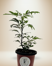 Variegated False Aralia (Plerandra elegantissima) – 4-Inch Pot