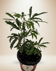 Variegated False Aralia (Plerandra elegantissima) – 4-Inch Pot