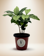 Coffee Plant (Coffea arabica) – 4-Inch Pot