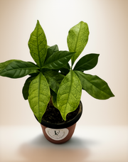 Coffee Plant (Coffea arabica) – 4-Inch Pot