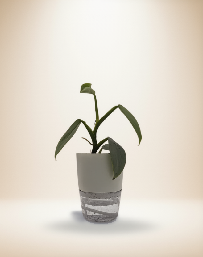 Philodendron Silver Sword