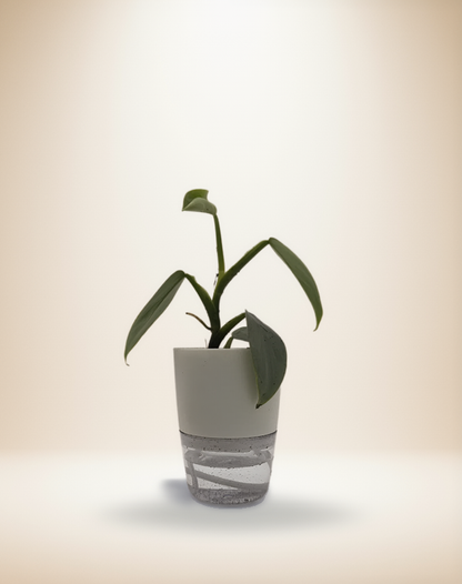 Philodendron Silver Sword