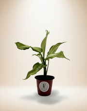 Dieffenbachia 'Camouflage' – 4-Inch Pot