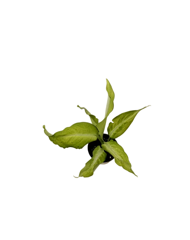 Dieffenbachia &
