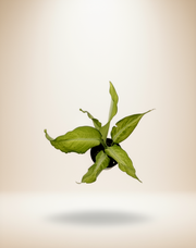 Dieffenbachia 'Camouflage' – 4-Inch Pot