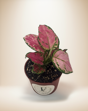 Aglaonema Valentine Red – 3-Inch Pot