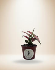 Aglaonema Valentine Red – 3-Inch Pot – 3" Pot / Self-watering