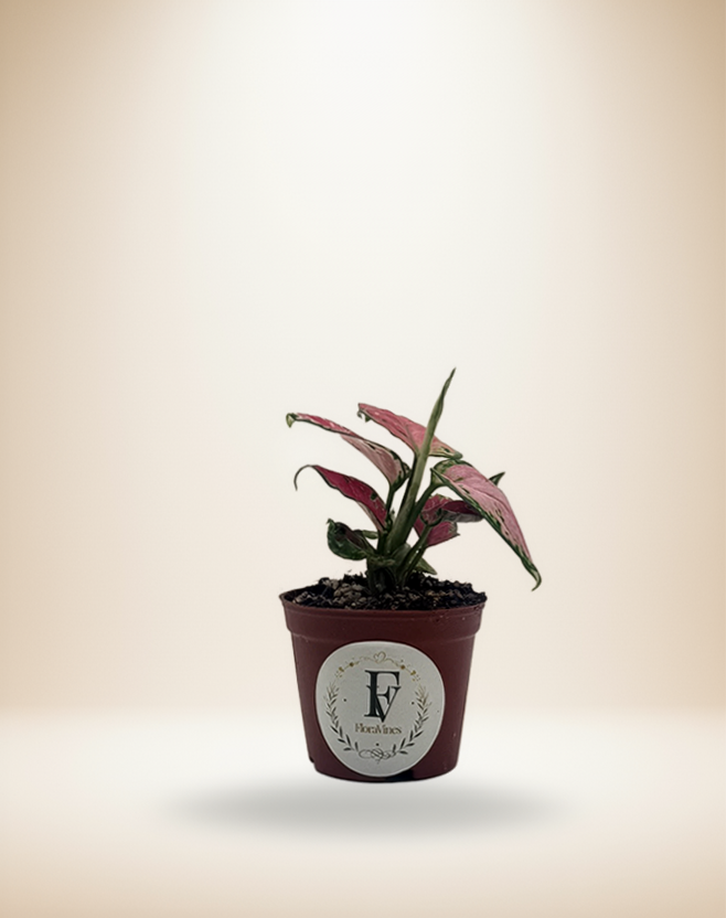 Aglaonema Valentine Red