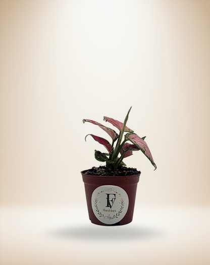 Aglaonema Valentine Red