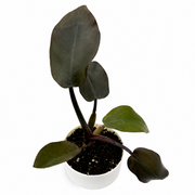 Philodendron Black Cardinal – 4-Inch Pot – Self-watering / 4" pot