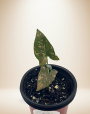Syngonium Pink Splash – 4-Inch Pot