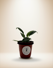 Philodendron Birkin – 4-Inch Pot – 4" Pot / Self-watering