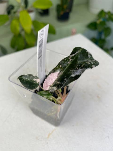 Alocasia &quot;Pink Polly&quot; Variegated - Pink-Stemmed Elephant Ear