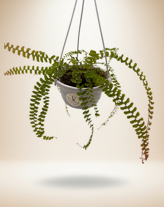 Maidenhair Fern Hanging Basket (Adiantum) 5 Inch