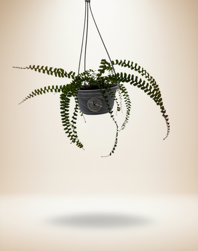 Maidenhair Fern Hanging Basket (Adiantum) 5 Inch