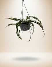 Maidenhair Fern Hanging Basket (Adiantum) 5 Inch