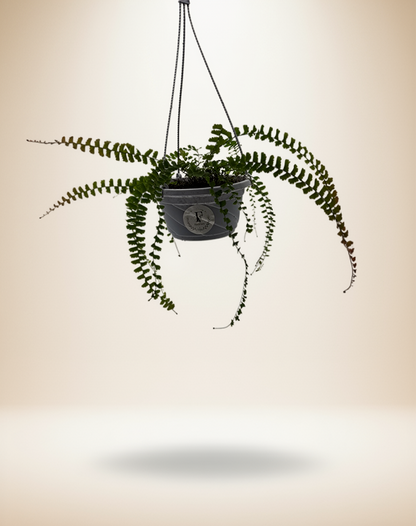 Maidenhair Fern Hanging Basket (Adiantum) 5 Inch