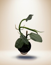 Philodendron Silver Sword – 4-Inch Pot – Nursery pot / 4" Pot