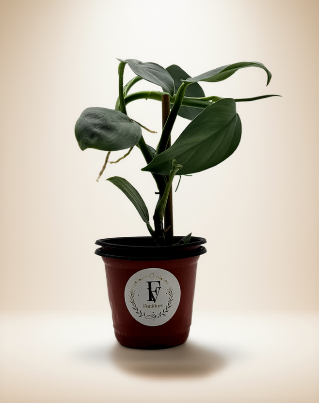 Philodendron Silver Sword – 4-Inch Pot – Self-watering / 4" Pot