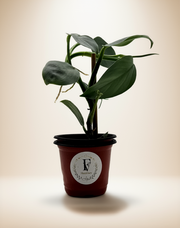 Philodendron Silver Sword – 4-Inch Pot – Self-watering / 4" Pot