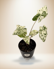 Alocasia Odora Batik – 6-Inch Pot