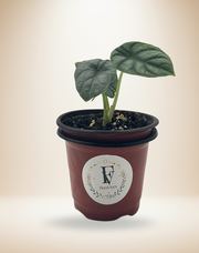 Alocasia Silver Dragon – 4-Inch Pot – 4" Pot / Self-watering