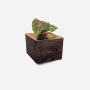 Diamond self-watering, wall-mounted planter – Brushed brown / BLING BLING (6" POT) / One