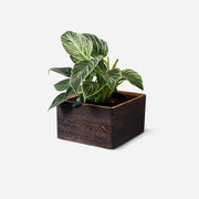 Diamond self-watering, wall-mounted planter – Brushed brown / BLING (4" POT) / One