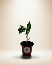 Alocasia Frydek Variegated – 4-Inch Pot