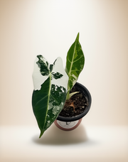 Alocasia Frydek Variegated – 4-Inch Pot