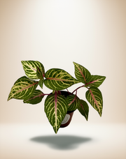 Iresine Herbstii 'Bloodleaf' - Pink Vein Foliage Plant – 4-Inch Pot