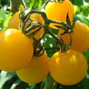 Honey Drop Tomato Seeds - Heirloom Sweet Yellow Cherry, 10-100 Count
