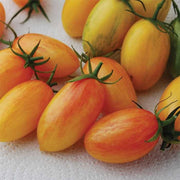 Blush Tomato Seeds – Heirloom Striped Orange-Yellow Plum, Open Pollinated, 25 Count