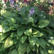 Purple Flowering Hosta Plants – Shade Perennial, Zones 4–9