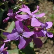 Money Plant Seeds (Lunaria annua / Honesty) – 25 Seeds, Dried Flower, Self-Seeding Biennial, Zones 5–9