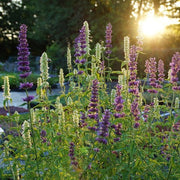 Anise Hyssop Live Plants – Agastache rugosa White & Purple Mix