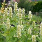 Anise Hyssop Live Plants – Agastache rugosa White & Purple Mix